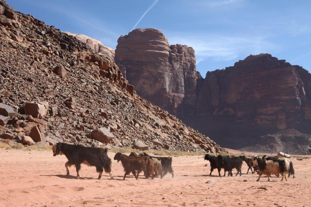 Bedouin Expedition Ваді-Рам Екстер'єр фото