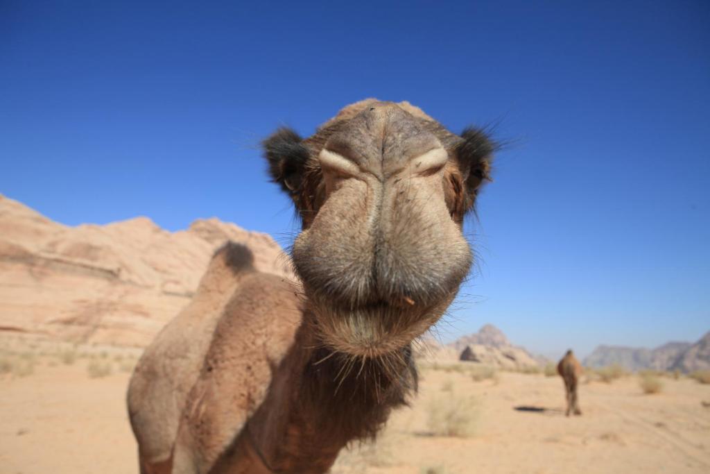 Bedouin Expedition Ваді-Рам Екстер'єр фото