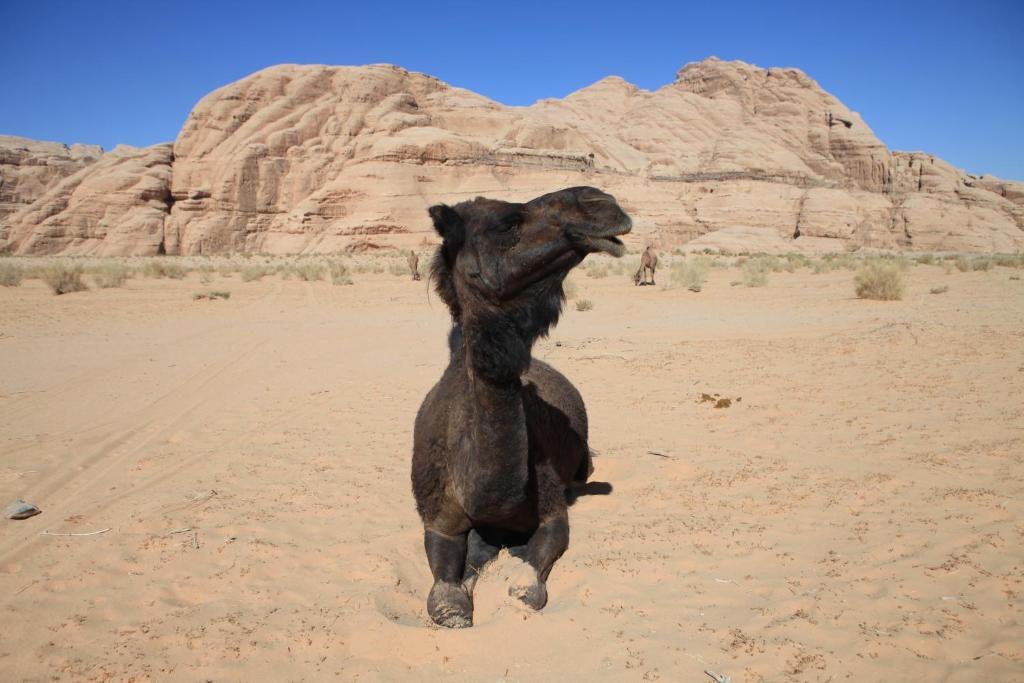 Bedouin Expedition Ваді-Рам Екстер'єр фото