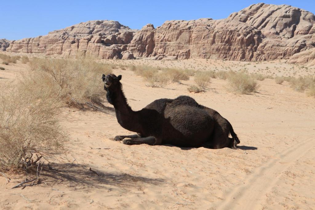 Bedouin Expedition Ваді-Рам Екстер'єр фото